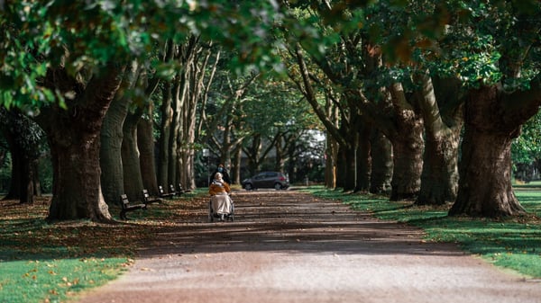 path through trees