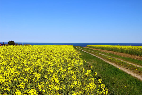 Canola field