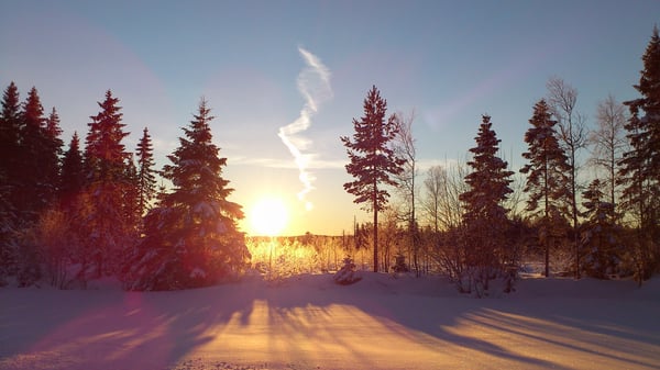 Vintrig soluppgång bland snö och granar