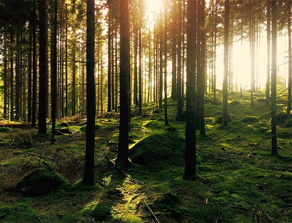 Skog med sol i bakgrunden