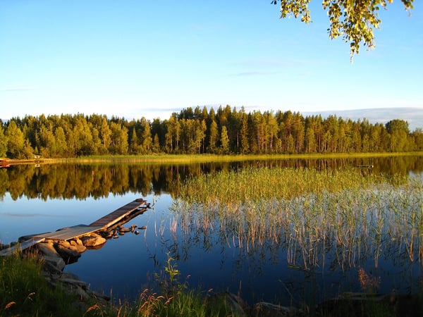 Utsikt över sjö och granar